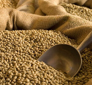 GREEN: Brazil Cerrado (1kg - 5kg)
